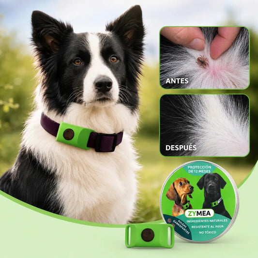 Zymea™ — Colgante natural antipulgas y antigarrapatas para perros